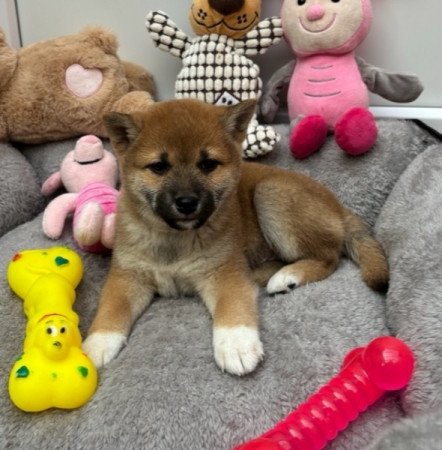 Shiba inu