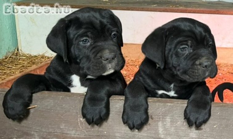 Eladó Cane corso kiskutyák