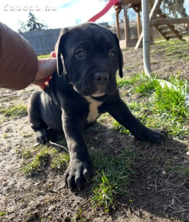 Eladó Cane corso kiskutyák