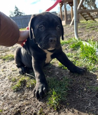 Cane corso