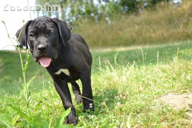 Törzskönyves Cane corso kiskutyák