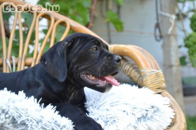 Törzskönyves Cane corso kiskutyák