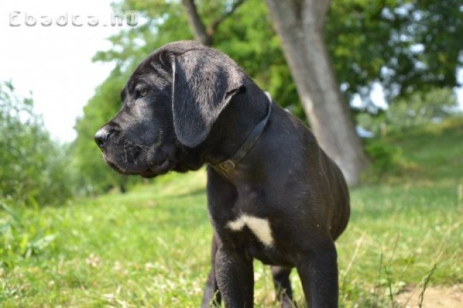 Törzskönyves Cane corso kiskutyák