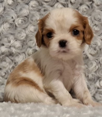 Cavalier King Charles spániel