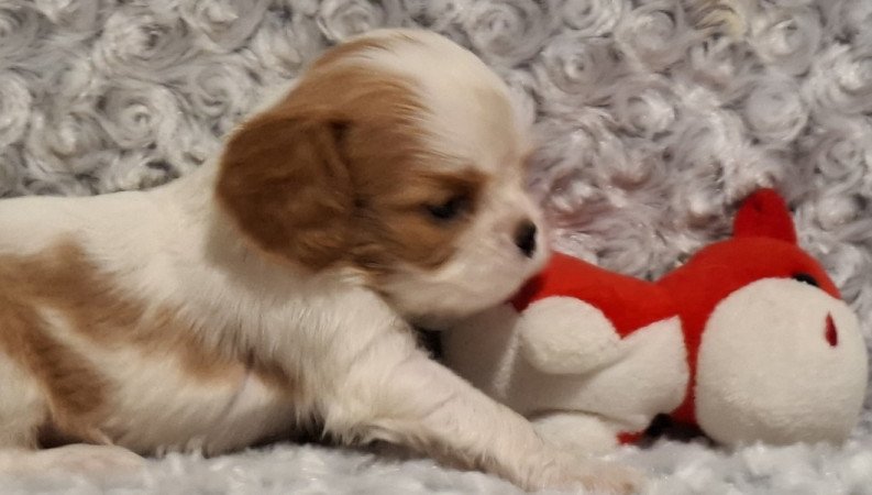 Cavalier King Charles spániel