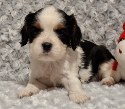 Cavalier King Charles spániel