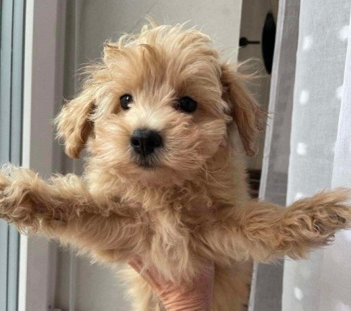Maltipoo maltai selyem es toy uszkar