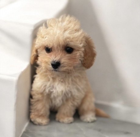 Maltipoo uszkar es maltai selyem