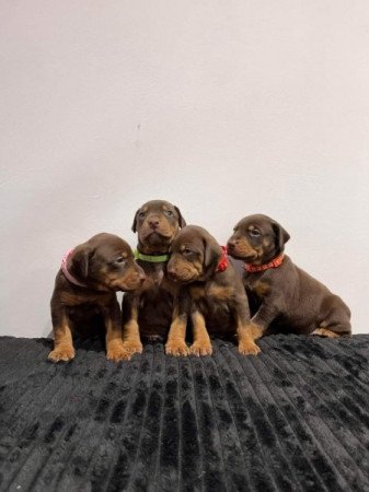 Doberman puppies available