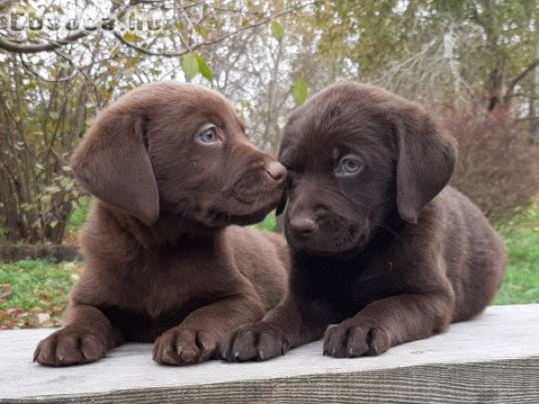 eladó ( csoki ) barna labrador retriever