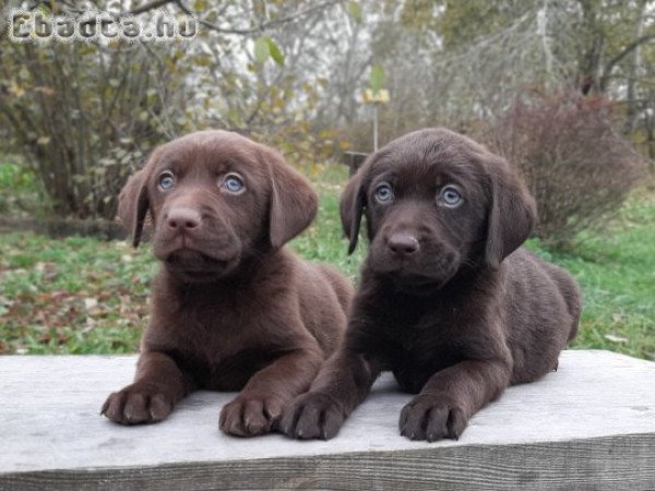 eladó ( csoki ) barna labrador retriever