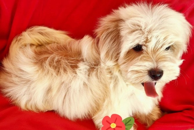 Havanese