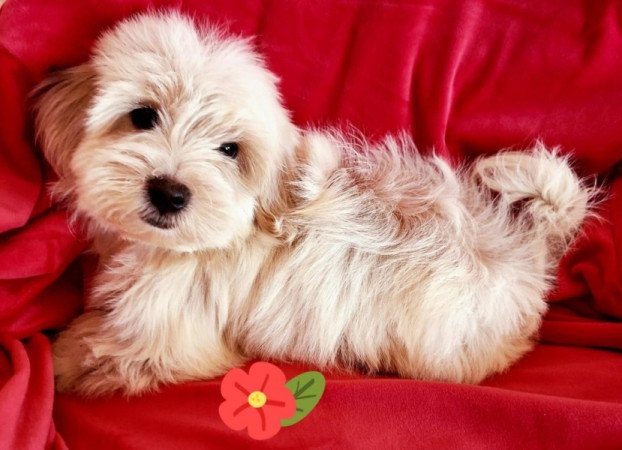 Havanese