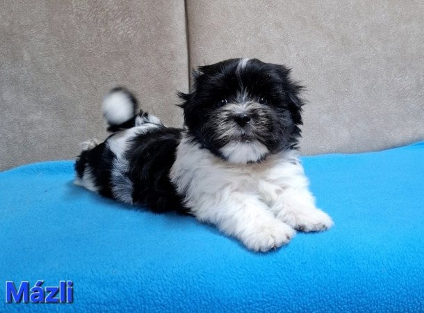 Bichon havanese