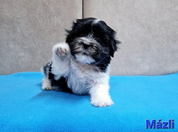 Bichon havanese