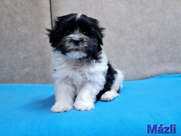 Bichon havanese