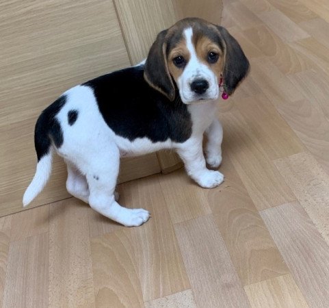 Beagle