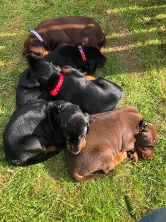 Dobermann