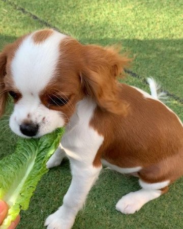 Cavalier King Charles spániel