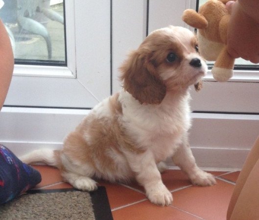 Cavalier King Charles spániel