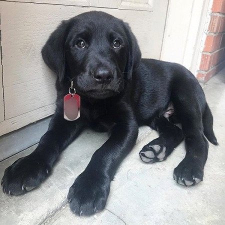 Labrador retriever