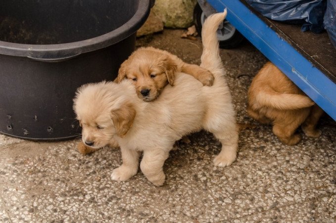 Golden Retriever