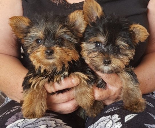 Yorkshire terrier