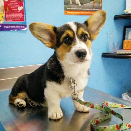 Pembroke Welsh Corgi Pembroke