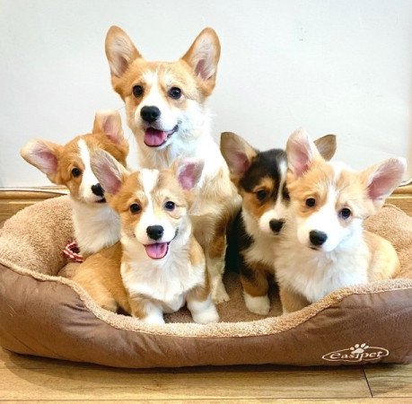 Pembroke Welsh Corgi Pembroke