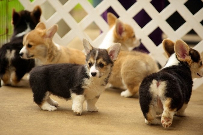 Pembroke Welsh Corgi Pembroke