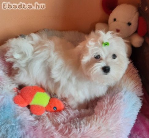 Gyönyörűszép Bichon Havanese kiskutyák eladók