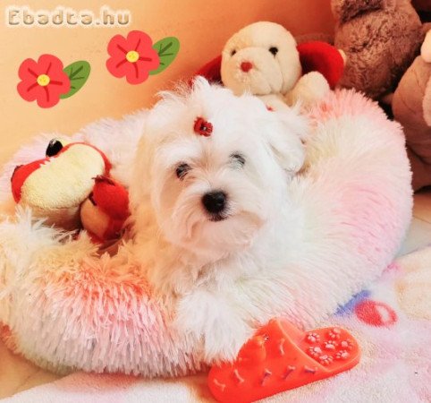 Gyönyörűszép Bichon Havanese kiskutyák eladók