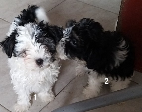 Bichon havanese