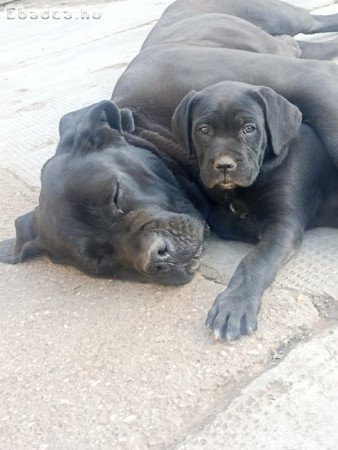 Cane Corso kislány