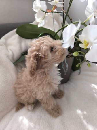 Maltipoo