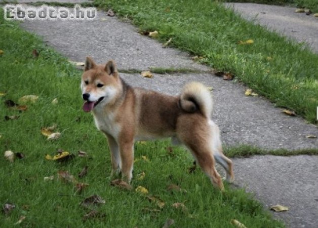 shiba inu for sale