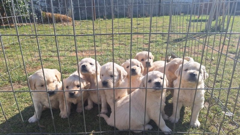 Golden Retriever