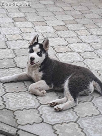 Husky kiskutyus