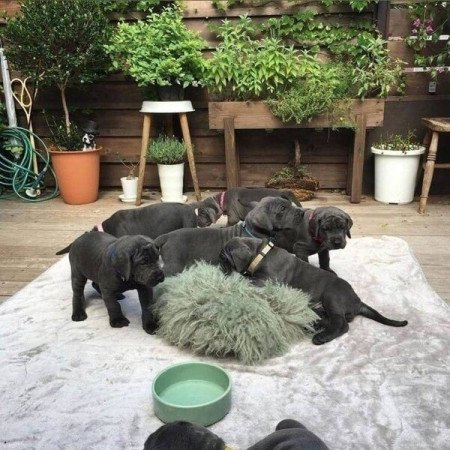 Great Dane Puppies