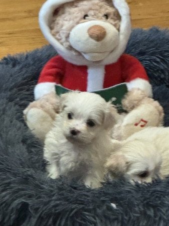 Havanese Puppies