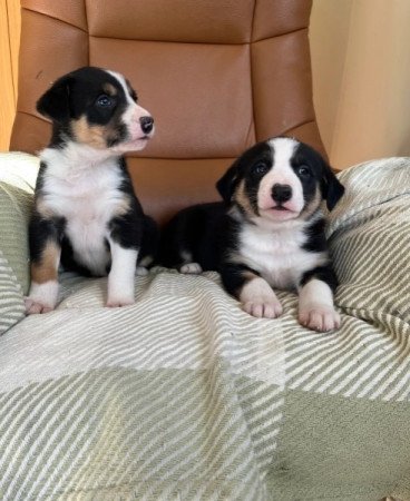 border collie