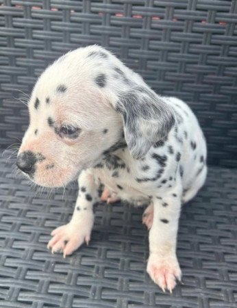 Dalmatians