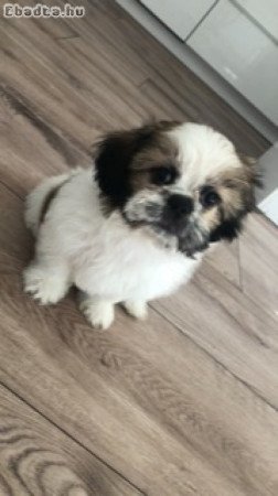 Shih tzu nőstény kutyus