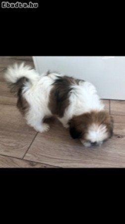 Shih tzu nőstény kutyus