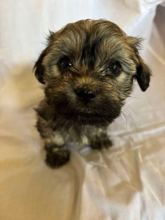 Bichon Havanese