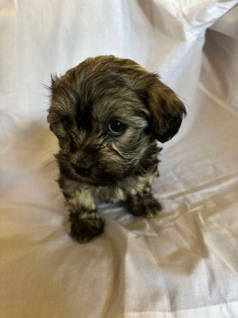 Bichon Havanese