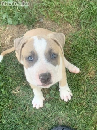 Amstaff terrier kiskutyák