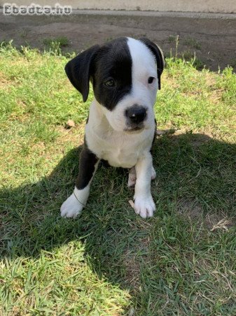 Amstaff terrier kiskutyák