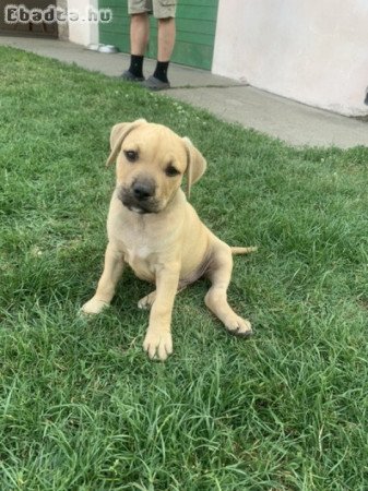 Amstaff terrier kiskutyák