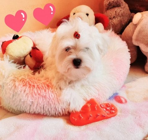 Bichon Havanese